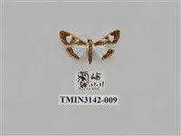 藏品(螟蛾289)的圖片